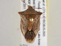 Image of Euschistus (Euschistus) ictericus (Linnaeus 1763)