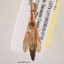 Image of <i>Pnirontus modesta</i>