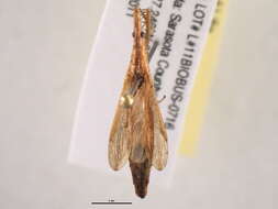 Image of <i>Pnirontus modesta</i>