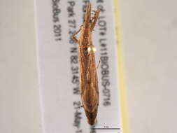Image of <i>Pnirontus modesta</i>