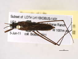 Image of Gerridae Leach 1815