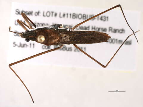 Image of water striders