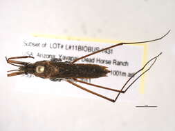 Image of Gerridae Leach 1815