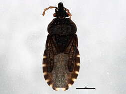 Image of Aradoidea
