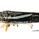 Image of Keonolla lugubris