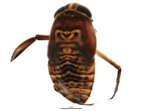 Image of Graptocorixa gerhardi (Hungerford 1925)