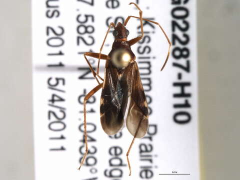 Image of Ozophora