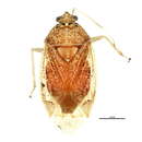 Image of Deraeocoris fusifrons Knight 1921