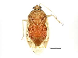 Image of Deraeocoris fusifrons Knight 1921