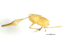 Image of Scolops