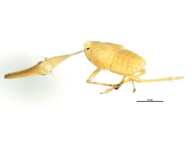 Image of Scolops