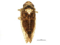 Sivun Texananus (Texananus) spatulatus Van Duzee 1892 kuva