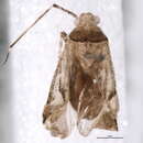 Image of Phytocoris