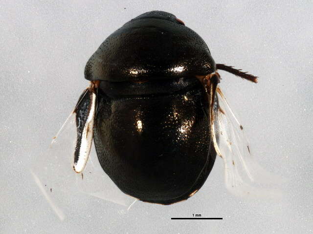 Image of ebony bugs