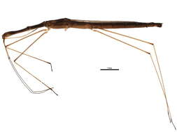 Image of Hydrometroidea Billberg 1820