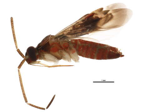 Image of Eustictus