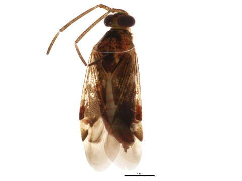 Image of Eustictus