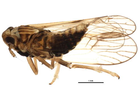 Image of Delphacodes