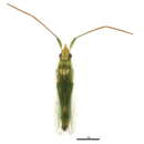 Image of Trigonotylus longipes Slater & Wagner 1955
