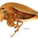 Image of Stictopelta indeterminata Walker