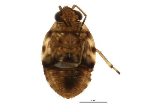 Image of Saldula comatula Parshley 1923