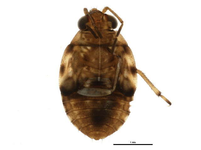 Image of Saldula comatula Parshley 1923