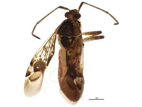 Image of Eustictus