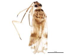 Image of Reuteroscopus tinctipennis (Knight 1925)