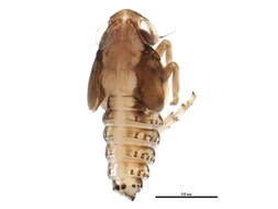 Image of fulgorid planthoppers