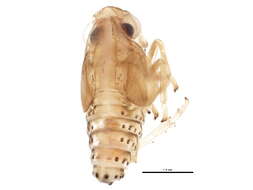 Image of fulgorid planthoppers