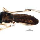 Image of Tupiocoris