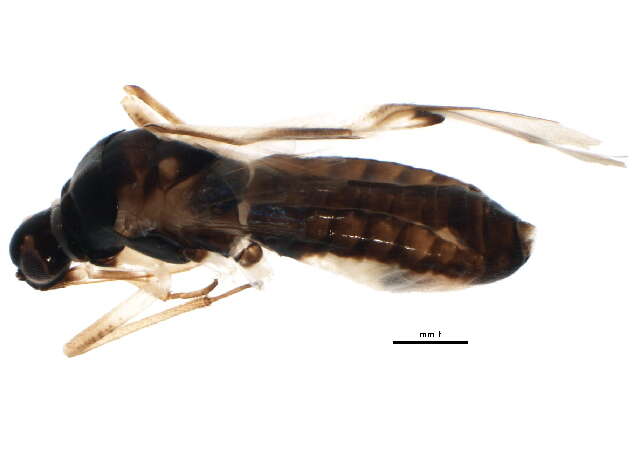 Image of Tupiocoris