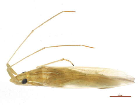 Слика од Trigonotylus longipes Slater & Wagner 1955