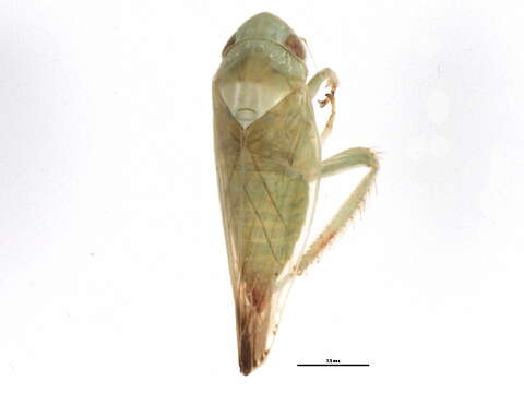 Image of Acinopterus