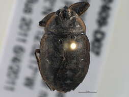 Image of Naucoroidea Leach 1815