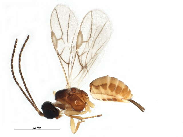 Image of Hormiinae