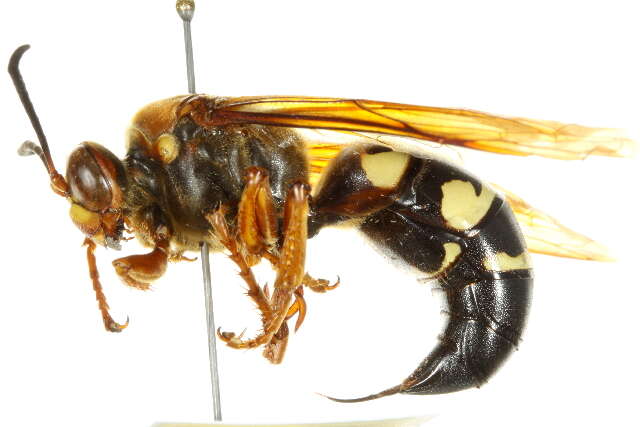 Image of Pacific Cicada Killer