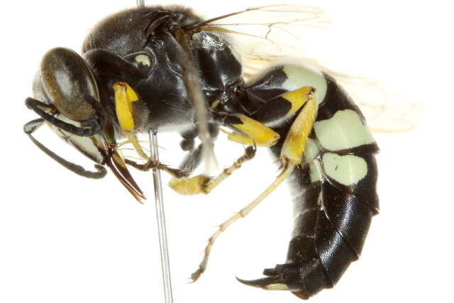 Image of Horse Guard Wasp