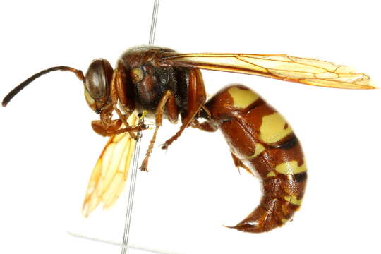 Image of Western Cicada Killer