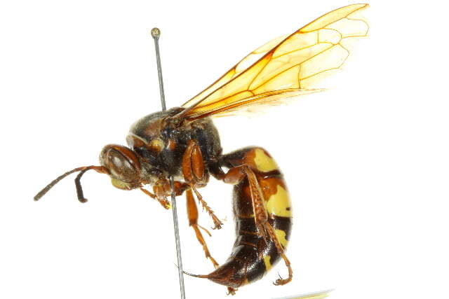 Image of Western Cicada Killer