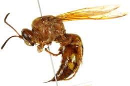 Image of Western Cicada Killer