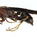 Image of Polistes