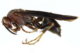 Image of Polistes