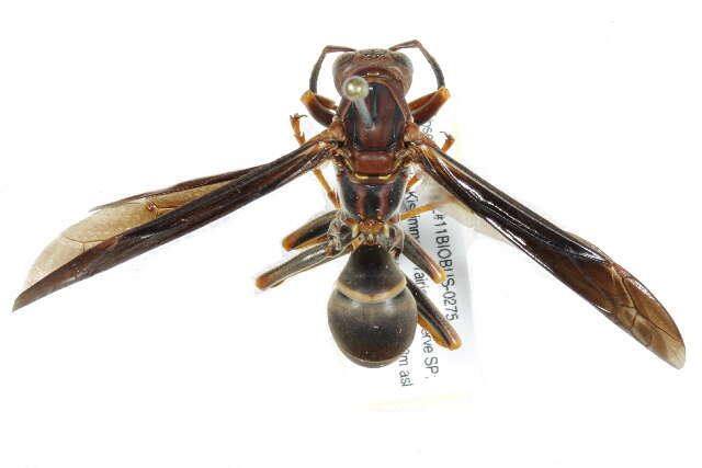 Image of Polistes