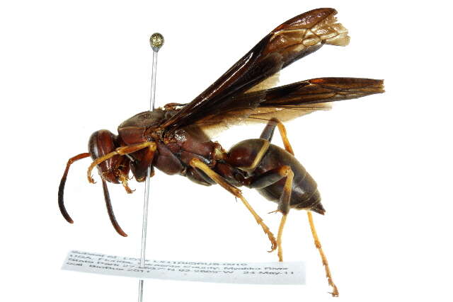 Image of Polistes