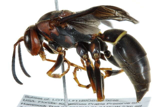 Image of Polistes