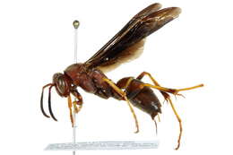 Image of Polistes