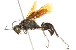 Prionyx atratus (Lepeletier de Saint Fargeau 1845) resmi