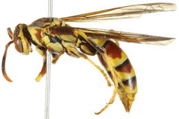 Image of Wasp