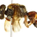 Image of <i>Tachytes chrysocerus</i>